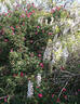 Professeur Ganiviat rose photo