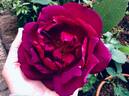 Étoile de Hollande rose photo