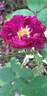 Pourpre Charmant rose photo