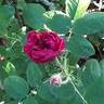 Pourpre Charmant rose photo