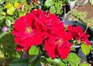 Keep In Touch rose photo