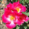 Cupid's Kisses rose photo