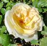 Tschaikowski rose photo