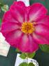 Make Believe ™ rose photo