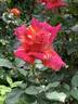 Amboss Funken rose photo