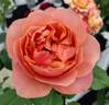 Safari rose photo
