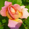 Dr. Eckener rose photo