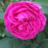 Madame de Sévigné rose photo
