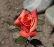 Honeysweet rose photo