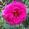Madame de Sévigné rose photo