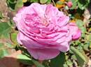 Magenta rose photo