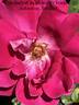 Rubaiyat rose photo