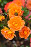 Orange Honey rose photo