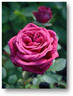 Saint Mary ™ rose photo