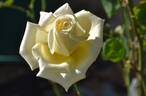 La Luna ® rose photo