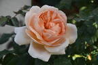 Floriana rose photo