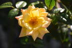 Golden Handshake rose photo