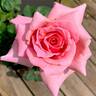 Pink Masterpiece rose photo