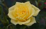 Benson rose photo