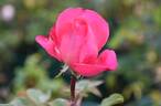 Unconventional Lady rose photo