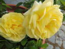 Yellow Brick Road rose photo