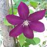 Bourbon clematis photo