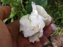 Madame Louis Lens rose photo