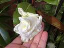 Madame Louis Lens rose photo