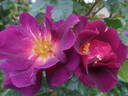 Wild Rover rose photo