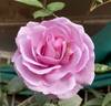 Fragrant Lavender Simplicity ® rose photo