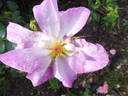 Escapade rose photo