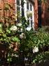 Madame Louis Lens rose photo