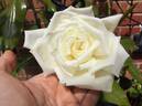 Madame Louis Lens rose photo