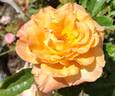 Escondido Sunset rose photo