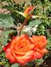 Clos Fleuri d'Or rose photo