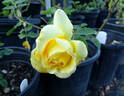 San Luis Rey rose photo