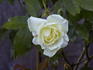 Sleigh Bells rose photo