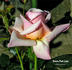 Bowie Pink Lady rose photo