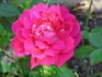 Norwich Sweetheart ™ rose photo