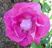 Misty Twilight ™ rose photo
