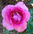Misty Twilight ™ rose photo