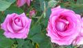 Misty Twilight ™ rose photo
