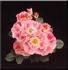 Tootsie rose photo