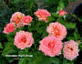Midsummer Night's Dream rose photo