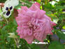Dolores Marie rose photo