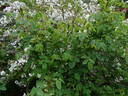 Soupert rose photo