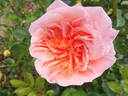 Pirouette ™ rose photo