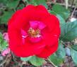 Black Forest Rose rose photo
