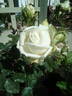 Prinzessin Hildegard rose photo