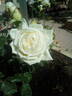 Prinzessin Hildegard rose photo